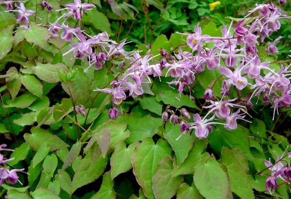 Somatropinne component horny goat weed