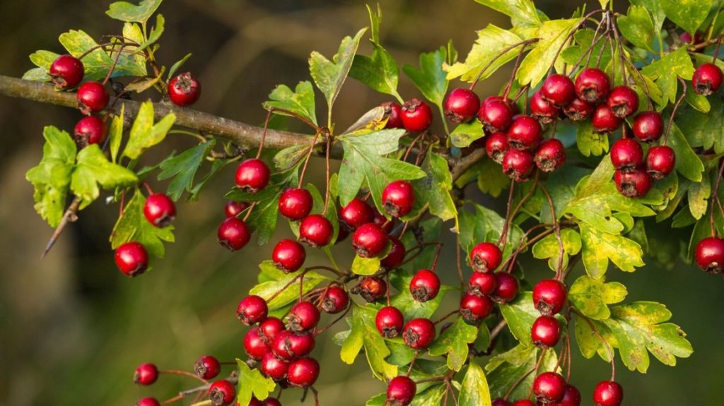 Somatropinne component hawthorn berries